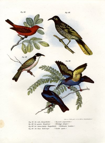 Myzomela scarlatto, 1864 da German School